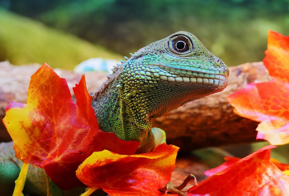 Animal beautiful photo camouflage