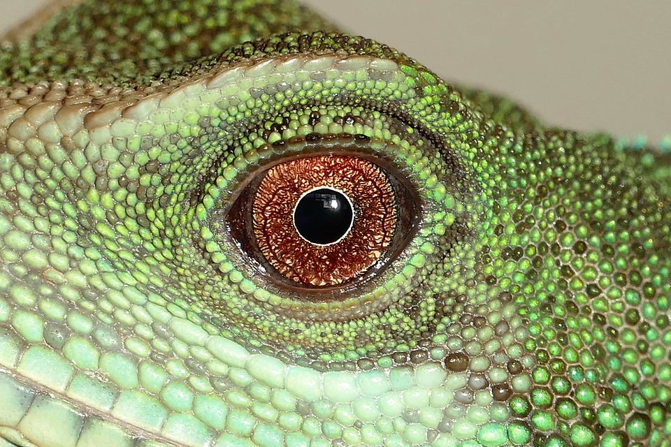 Animal beautiful photo camouflage