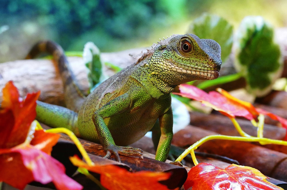 Animal beautiful photo camouflage