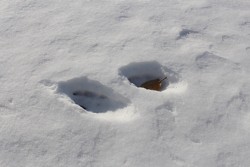 Snow snow lane paw prints
