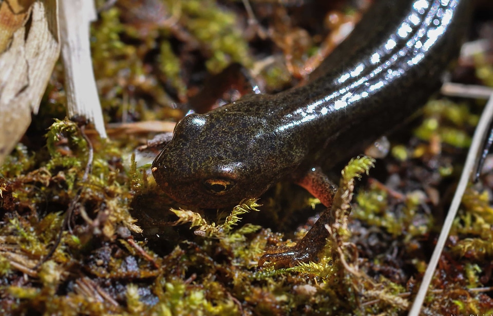 Amphibian animal daylight
