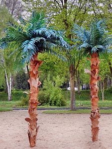 Palm trees tree beach photo