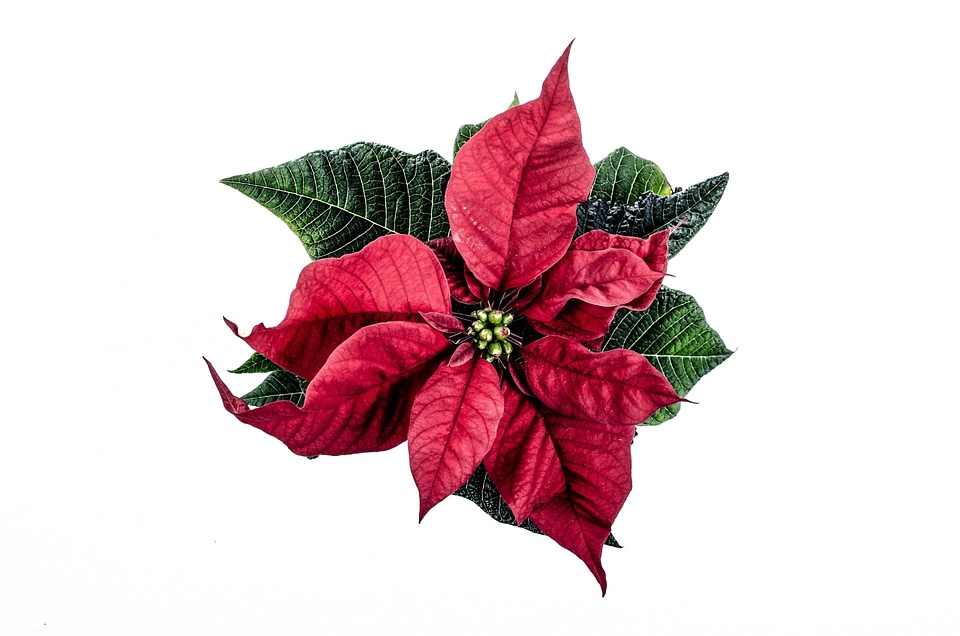 Isolated white poinsettia flower natural