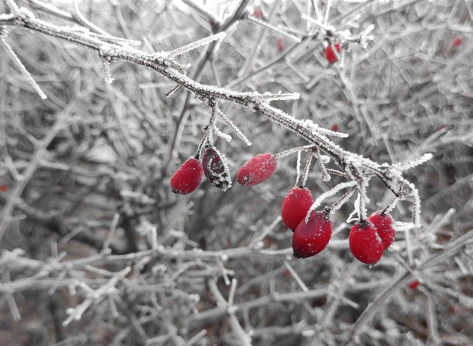Beautiful Photo berries berry