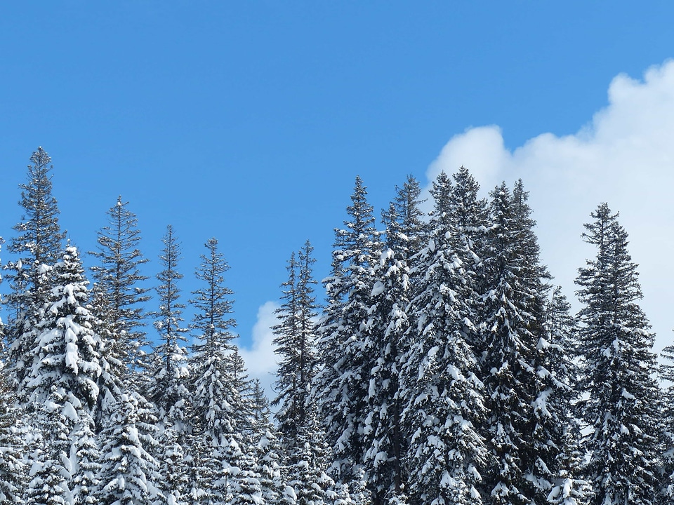 Branch climate cold