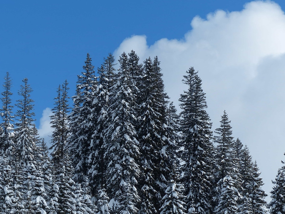 Branch climate cold