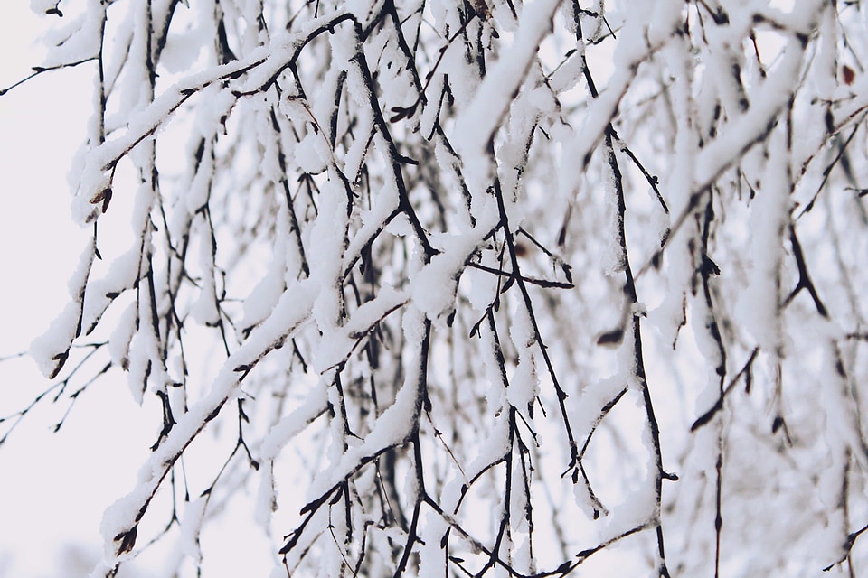 Abstract birch branch