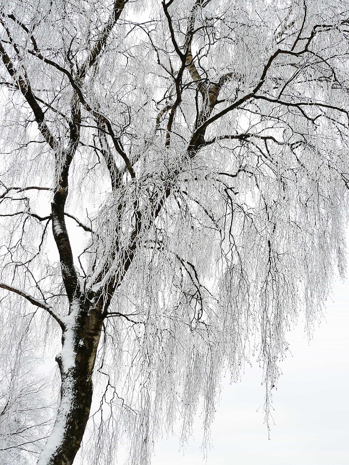 Birch blue sky branch photo