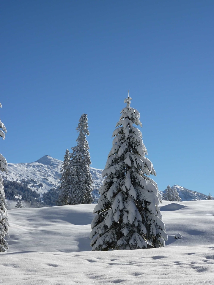 Blue Sky branch climate photo