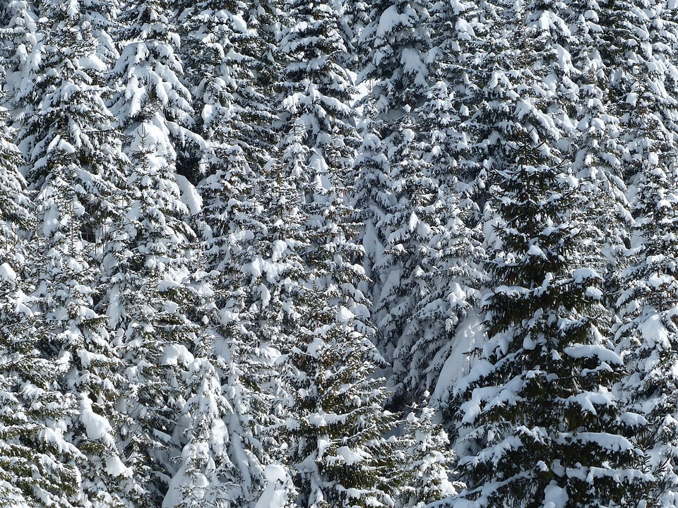 Branch cold conifer photo