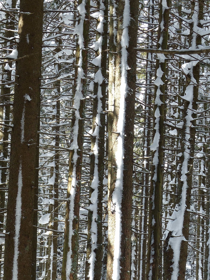 Birch branch cold