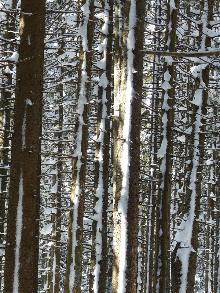 Birch branch cold photo