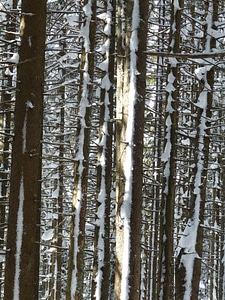Birch branch cold photo