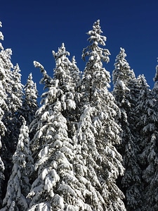 Blue Sky branch climate