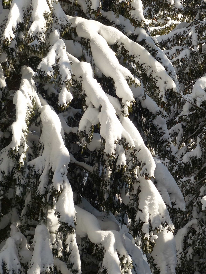 Birch branch climate photo