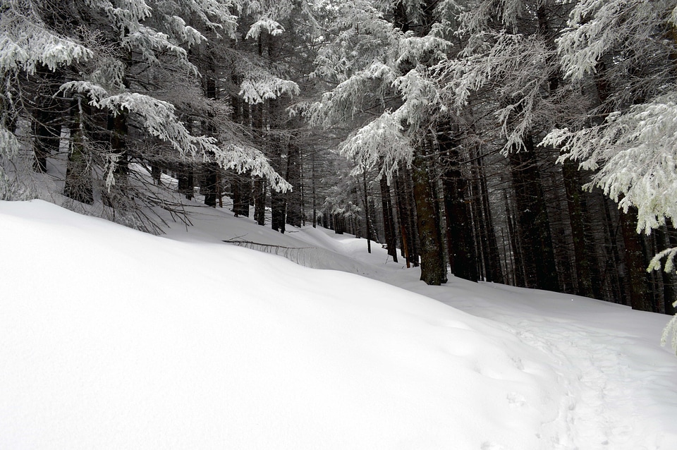 Branch cold conifer photo