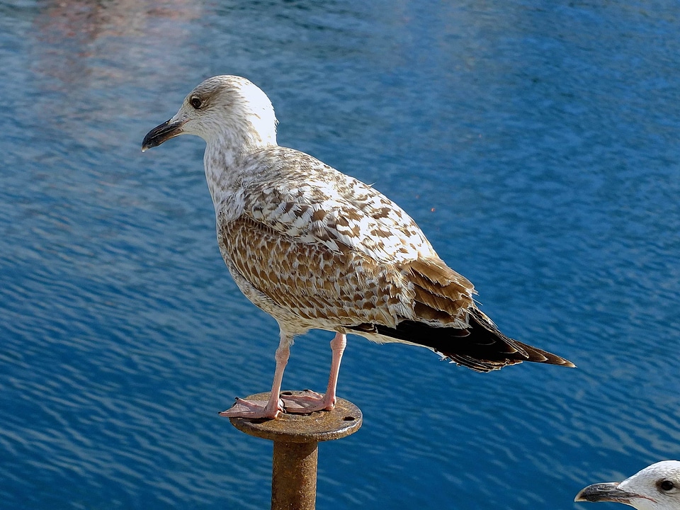 Animal aquatic bird avian