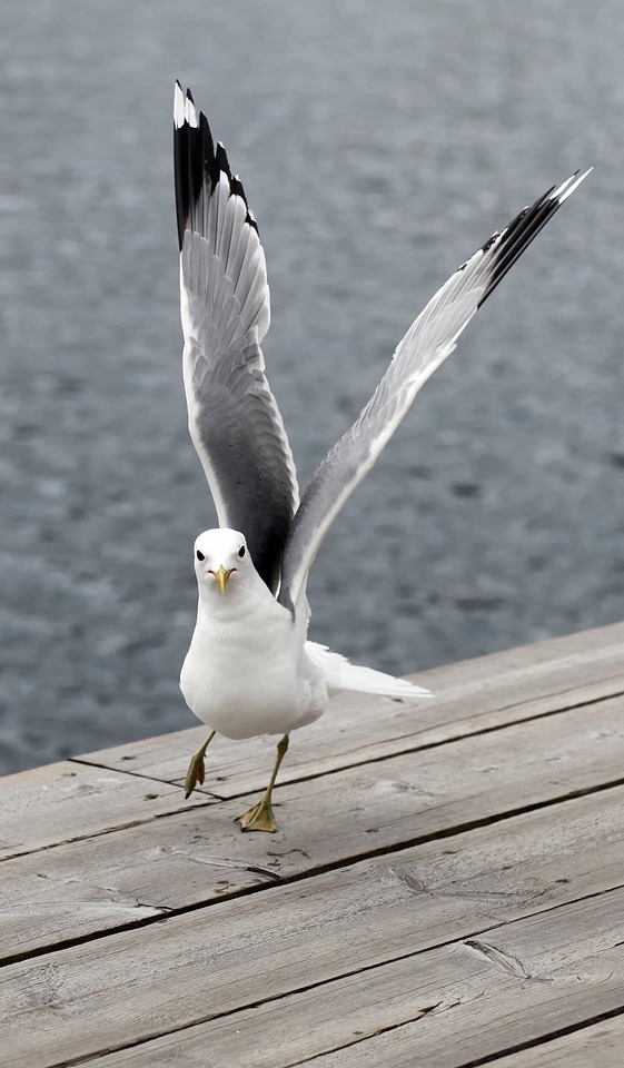 Animal aquatic bird avian