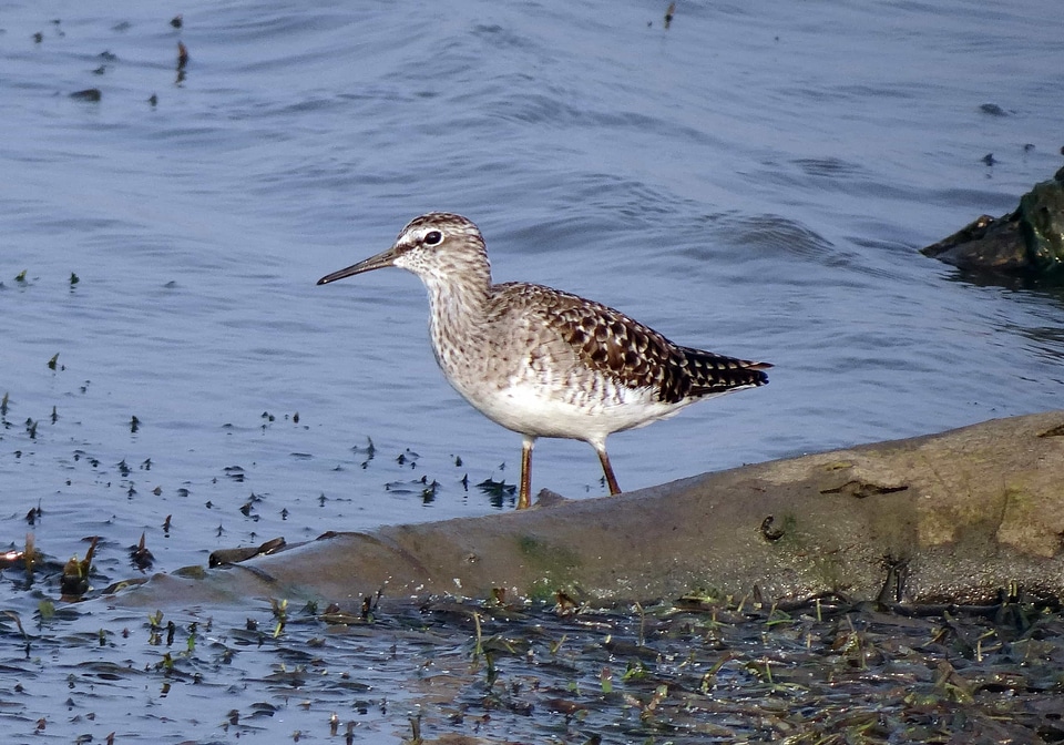 Animal aquatic bird avian