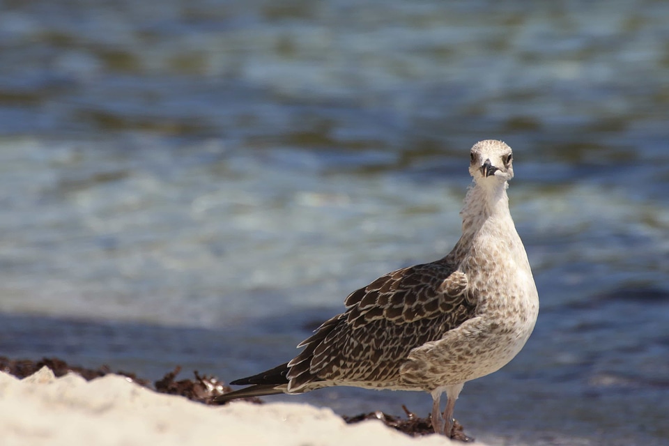 Animal aquatic bird avian