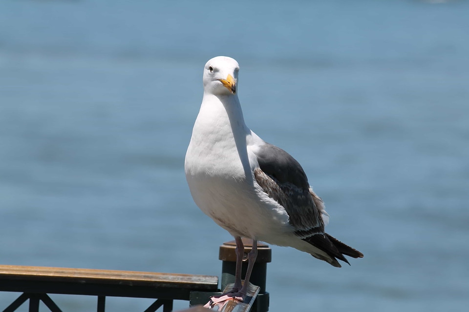 Animal aquatic bird avian