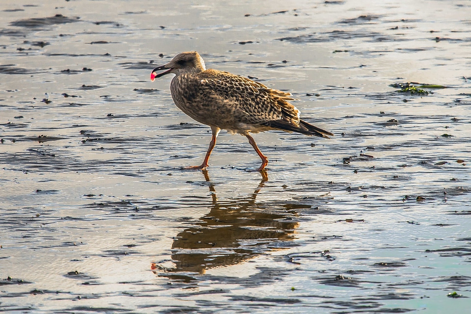 Animal aquatic bird avian