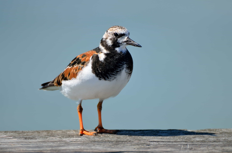 Animal aquatic bird avian