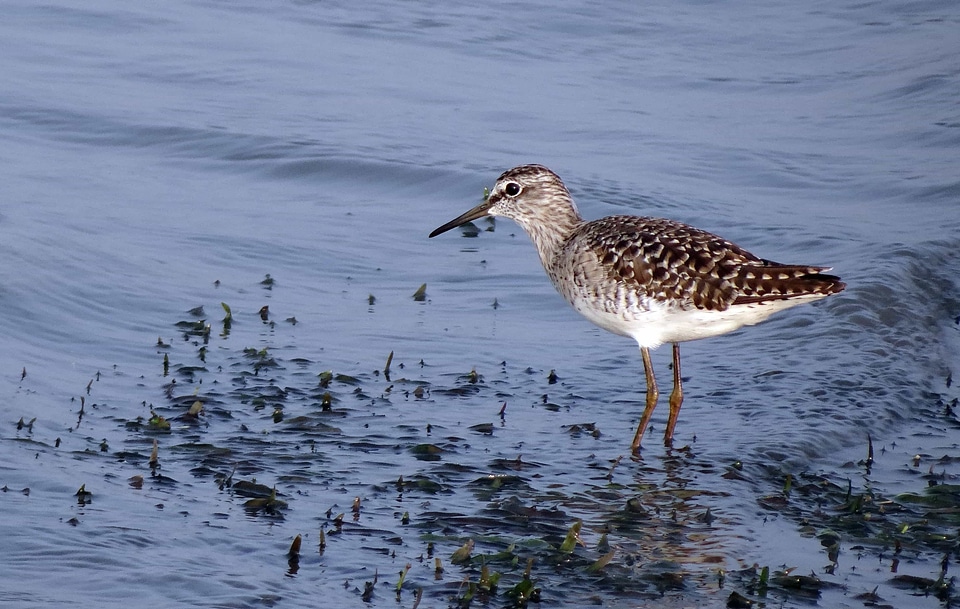 Animal aquatic bird avian
