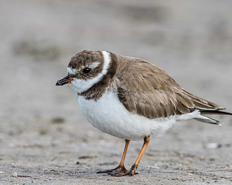 Animal aquatic bird avian