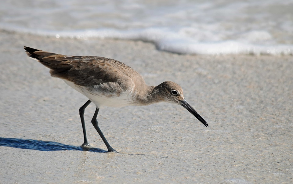 Animal aquatic bird avian