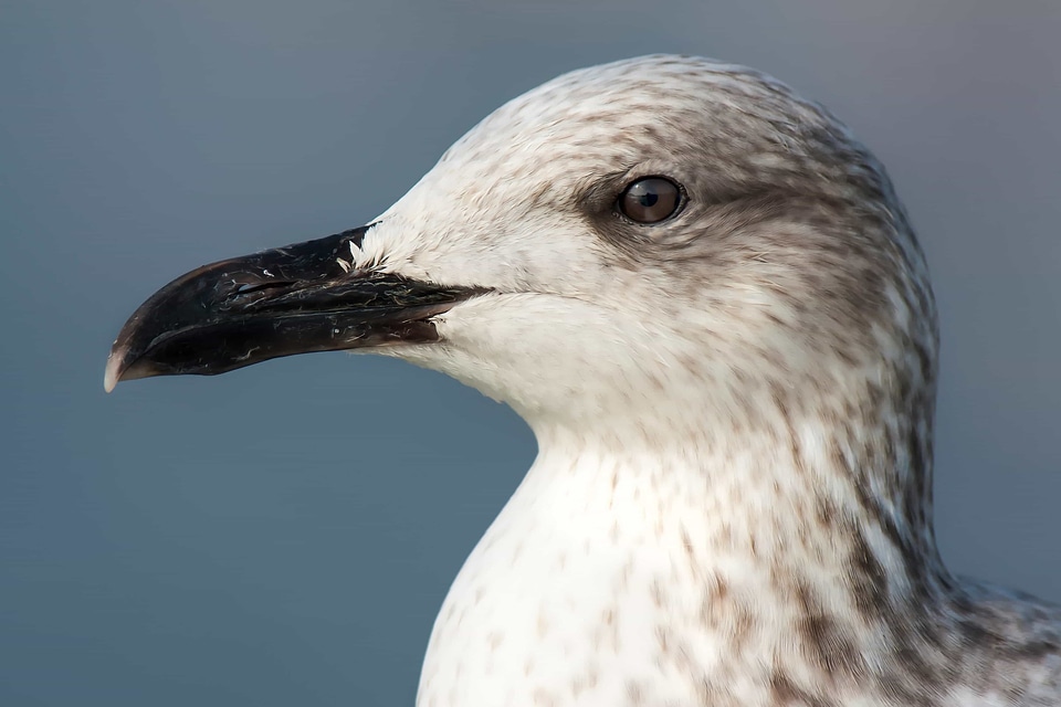 Animal aquatic bird avian