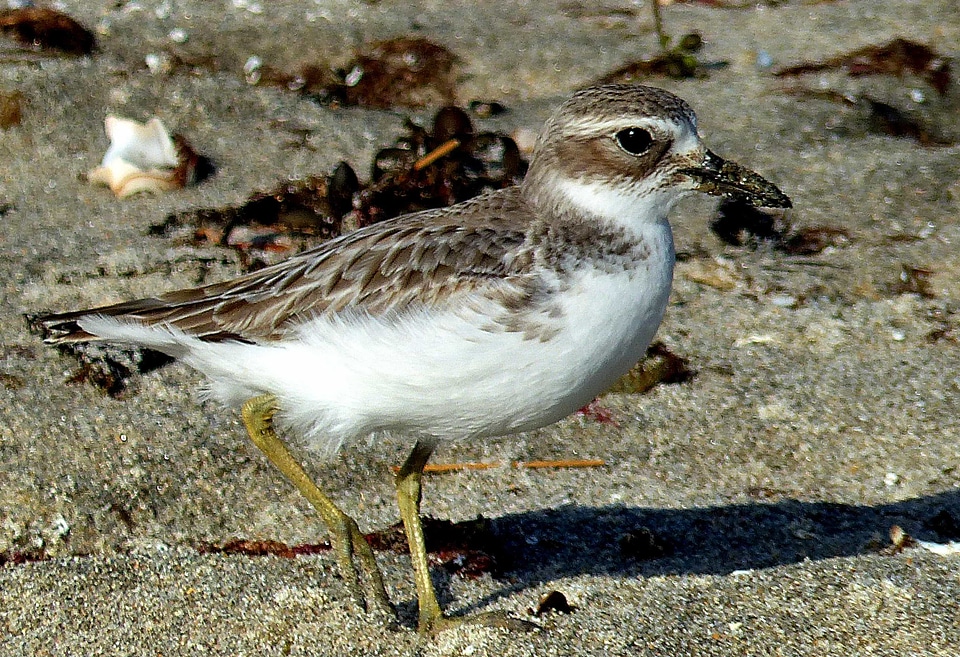Animal aquatic bird avian