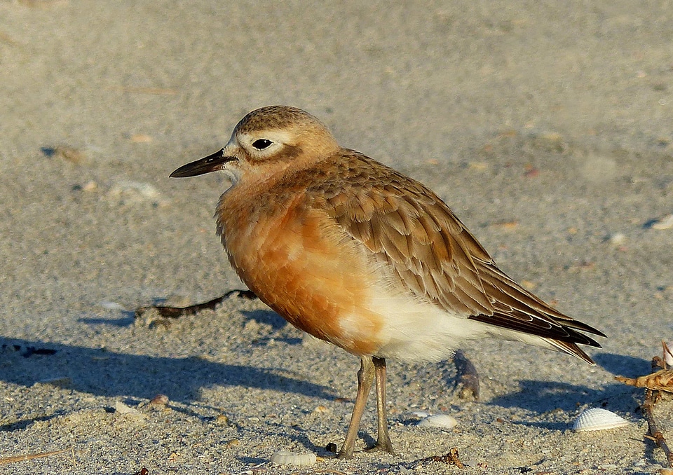 Animal aquatic bird avian