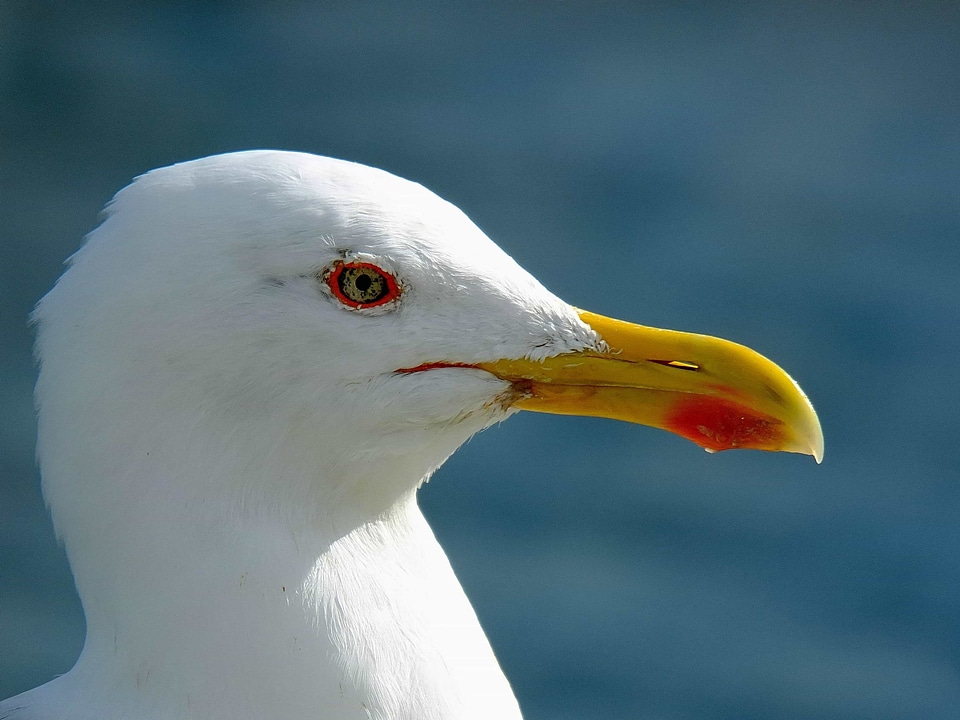 Animal aquatic bird avian photo