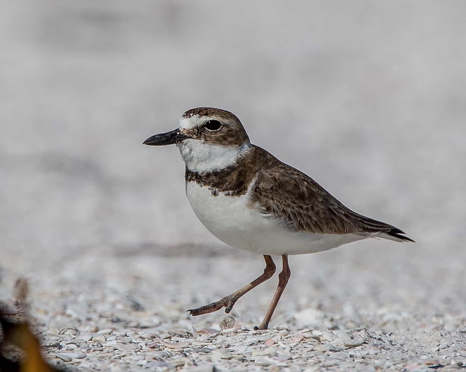 Animal aquatic bird avian
