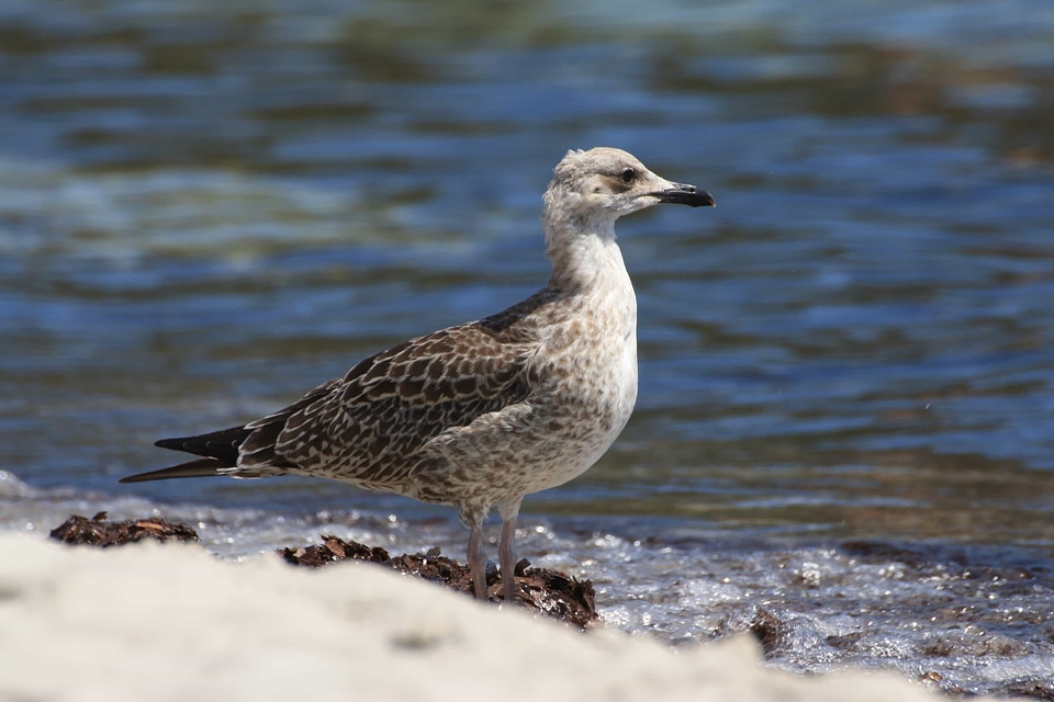 Animal aquatic bird avian