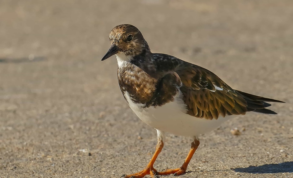 Animal aquatic bird avian