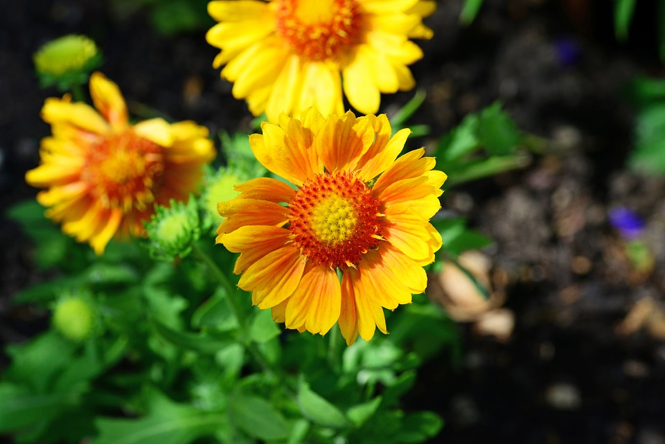 Yellow golden orange