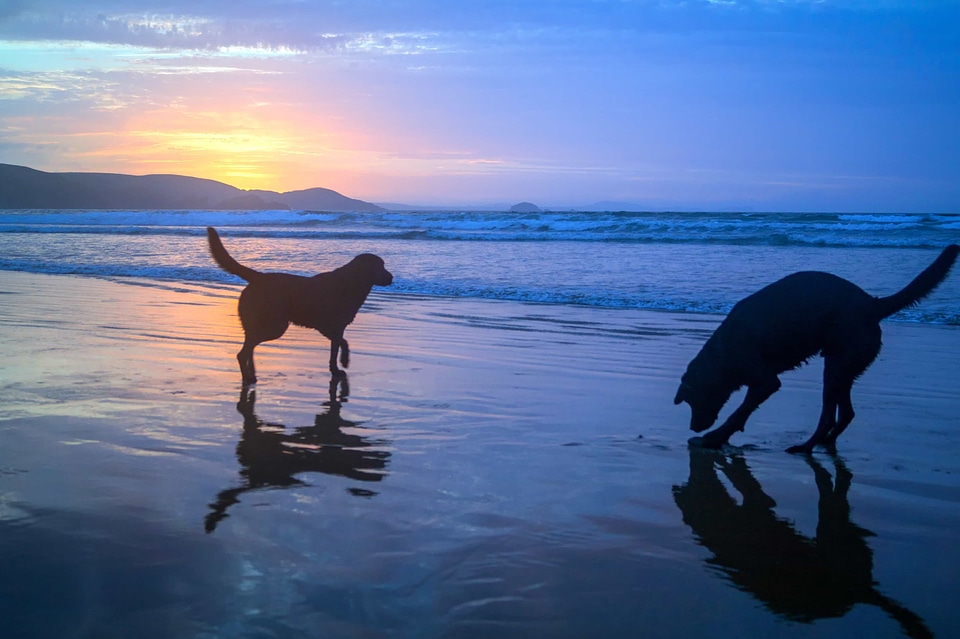 Animal backlight bay