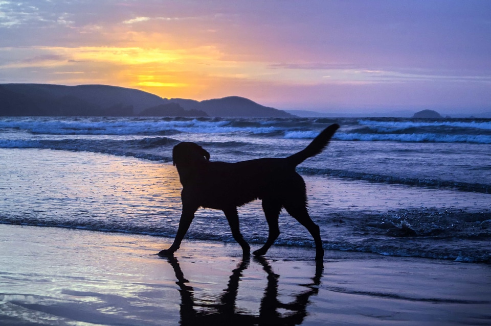 Animal backlight beach