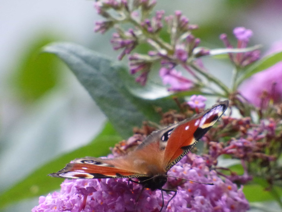 Animal arthropod beautiful flowers