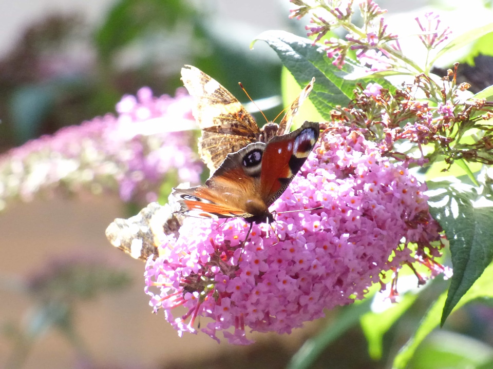 Animal arthropod beautiful flowers