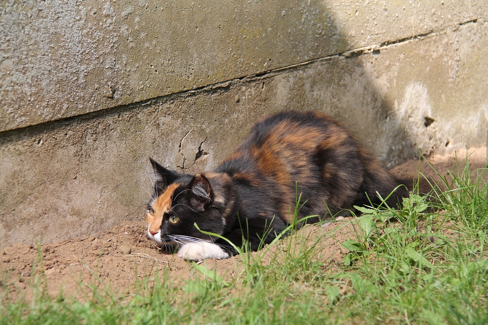Cat pet nala
