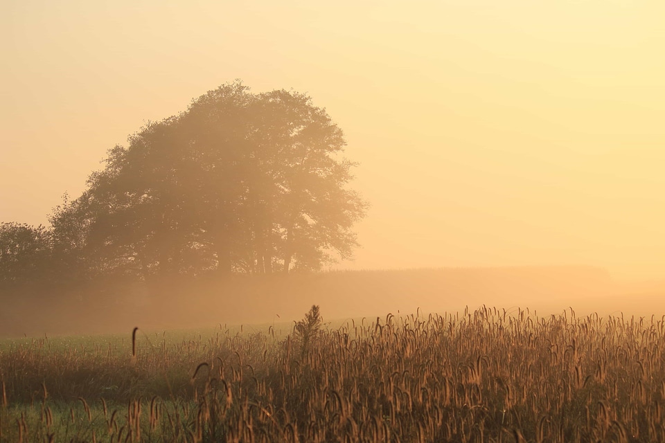 Agriculture atmosphere backlight photo