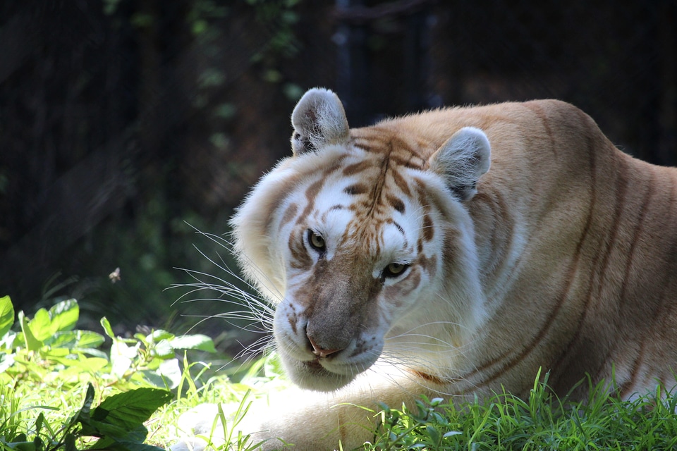 Cat zoo big cat photo