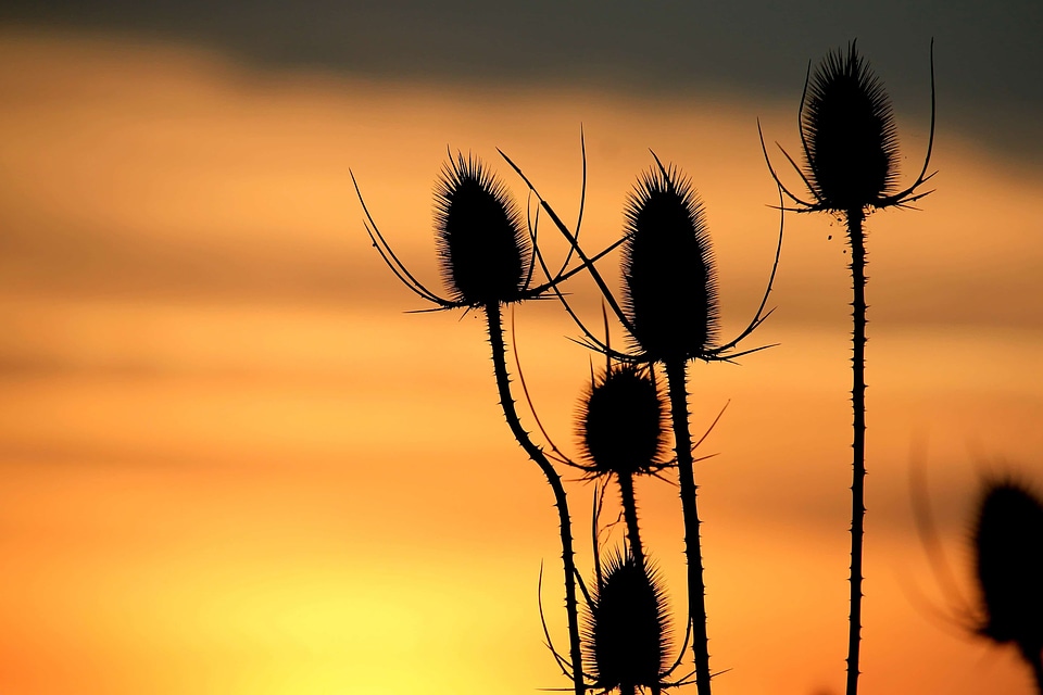 Backlight beautiful photo dawn