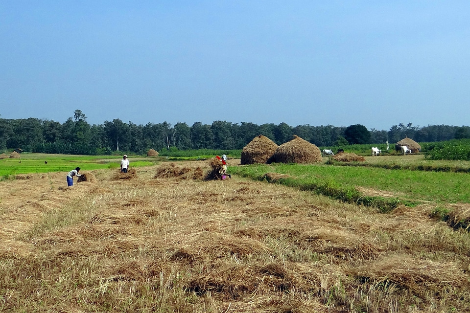 Fields hay stacks workers