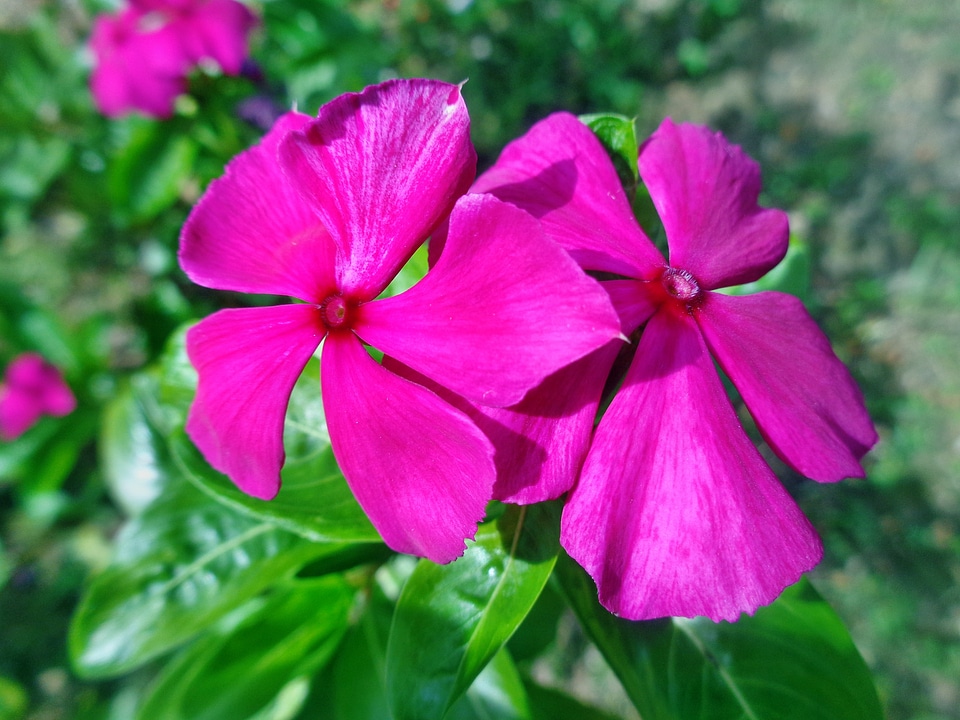 Flower nature floral