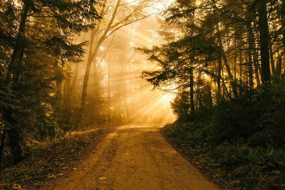Ascent autumn backlight