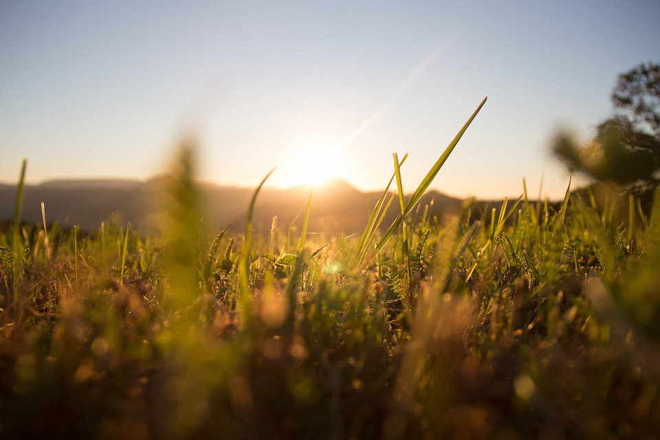 Agriculture backlight cereal
